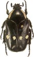 Gymnetina cretacea.jpg